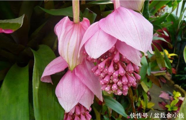  【宝莲灯】3种花适合养在院子里，颜色鲜艳花量大，养出一面花墙，漂亮极了