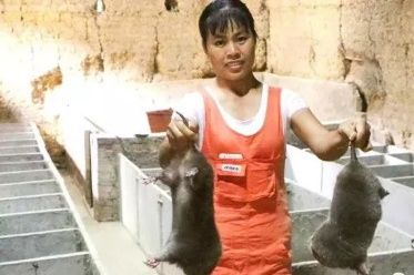 农村哪些特色养殖项目最赚钱，这4个养殖最赚钱!