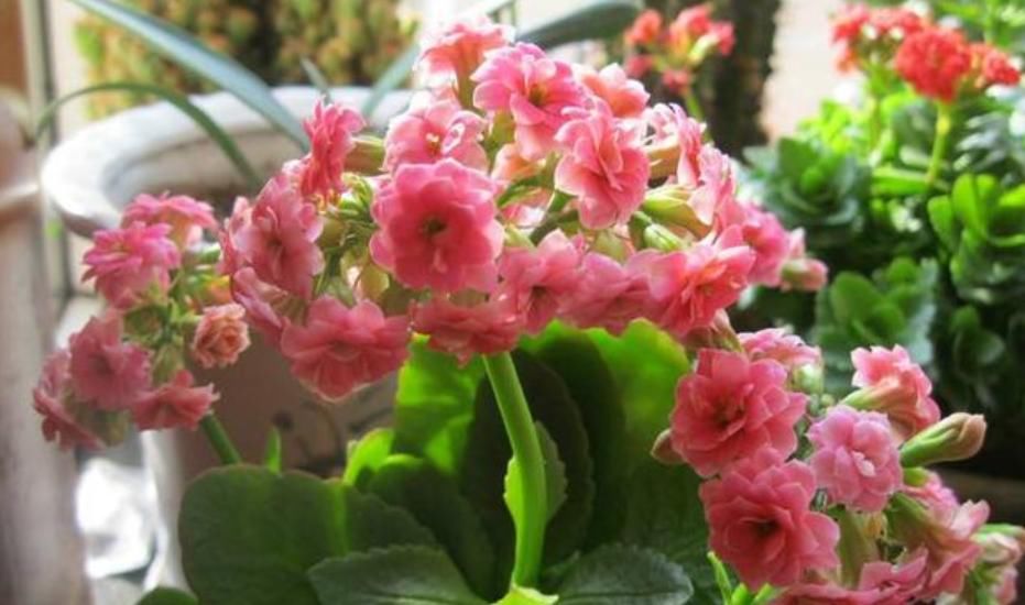  『有花赏』4种花是“开花高手”，开花多，开花长，养2盆“四季”有花赏！