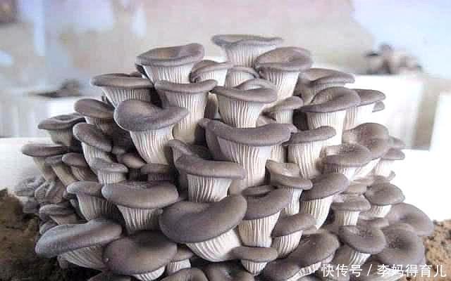  发芽：4月在家养“蘑菇”，清鲜独特、营养丰富，7天天发芽，1盆能吃2年