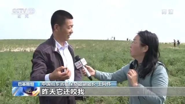  「考察」考察了巴基斯坦蝗灾区后，中国工作组：情况比预想还严重