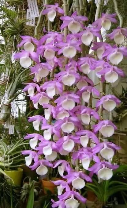  [石斛]盆栽石斛花，养护有技巧，开花一串串，花如瀑布，美似秀发