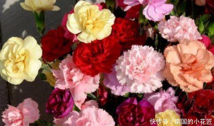  「凌霄花」4种花很漂亮，好养易活能爆盆，花大色艳很漂亮，谁养谁爱