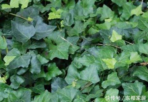  夜晚|一到夜晚就难以入眠？卧室放上这三种绿植，助你轻松睡无忧