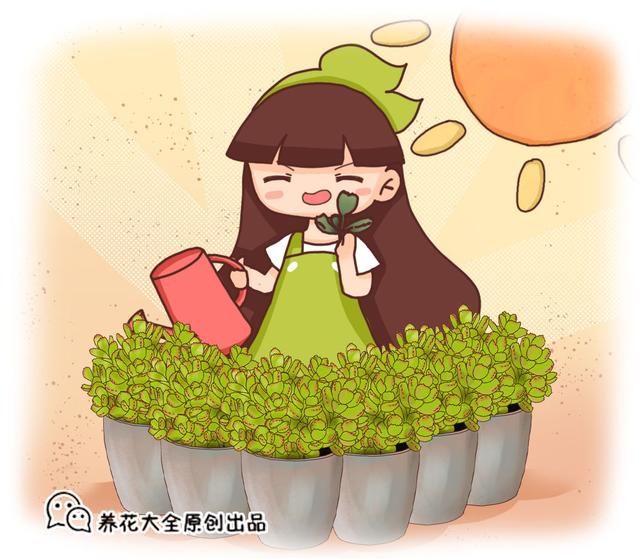  『养护熊童子』叶子超萌的熊童子，养护注意6个方面，小熊掌肉乎乎