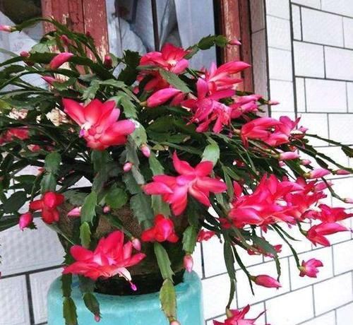  花钱买■养“3种花”，不用花钱买，掐片叶“插”土里，10天冒大肥根