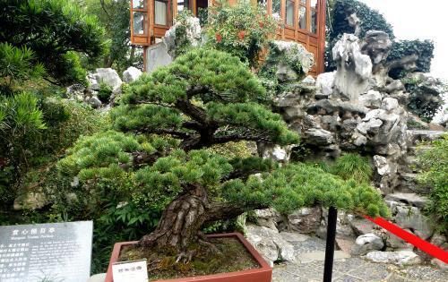  [要注意]树桩盆景什么最重要？“造景”是第一位，人工造景需要什么技巧？