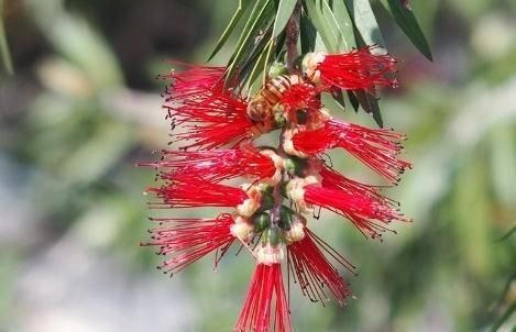  [花卉植物]家养“串钱柳”，花开一串串，花色“红如火”，盆盆吊满花