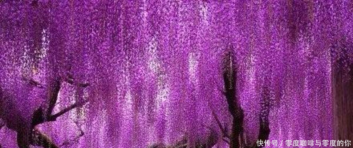 世界上最美丽的六种树,造型风格各异,有一种能在关键时刻救命