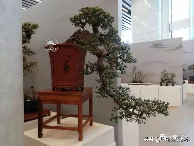  「作品」有年功的盆景，品相好，价值高！