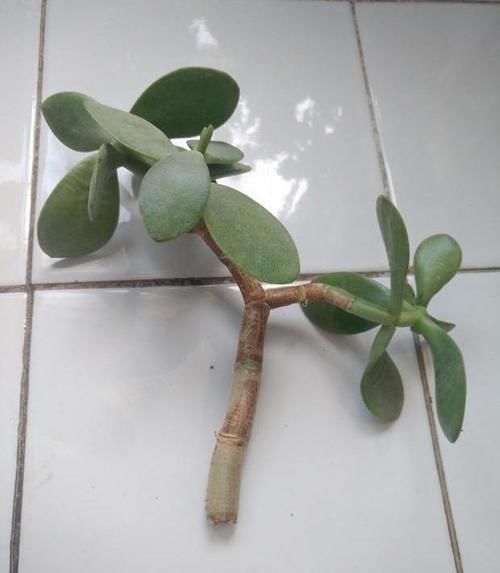  「玉树」玉树扦插的窍门，别沾水，个个活，沾水准烂根