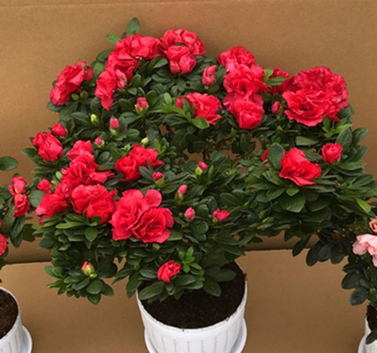  『漂亮』喜欢养护花卉，就选“5款花”，花大色艳数量多，开花爆盆真漂亮