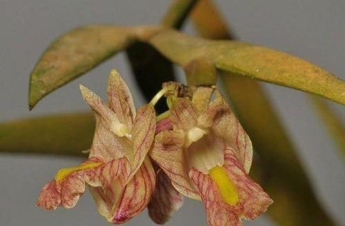  #剑叶石斛#这种植物，是中医界的“宝贝”，目前极其珍贵，若遇见，请重视！