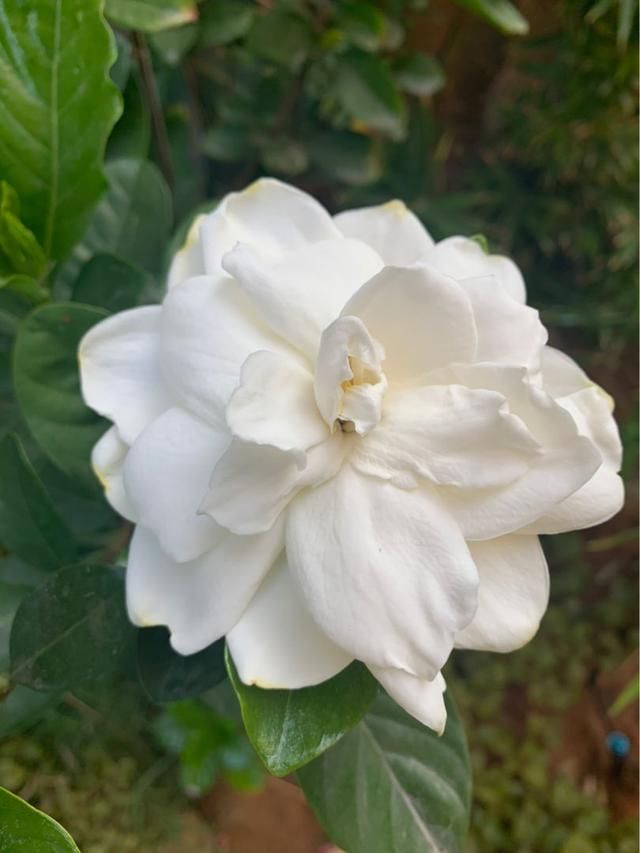  『养护栀子花』养栀子花，要注意3多1少，花大又稠密
