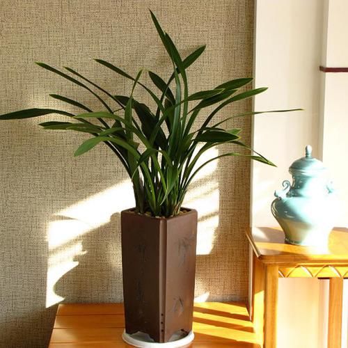  花芽分化期■兰花2年不开花？掐准时机“浇”磷酸二氢钾，花剑嗖嗖长满盆