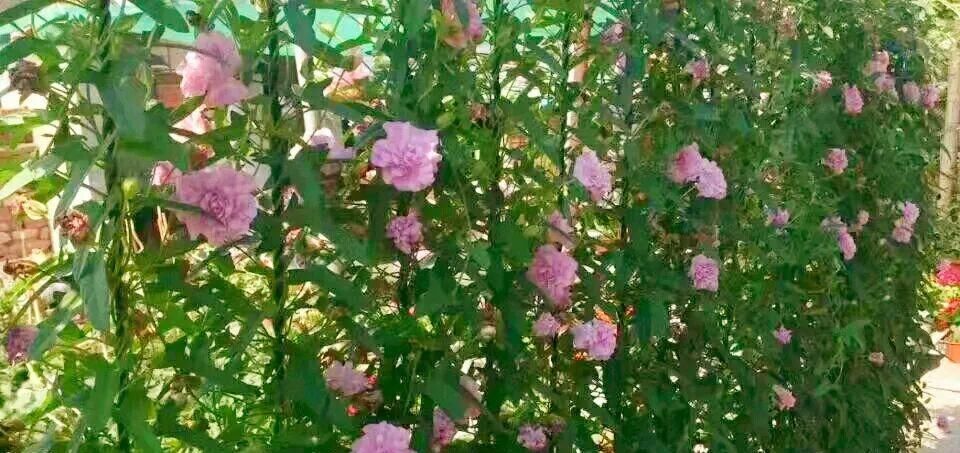  【慎养】这花要慎养，每年砍掉3麻袋，照样蹭蹭长！