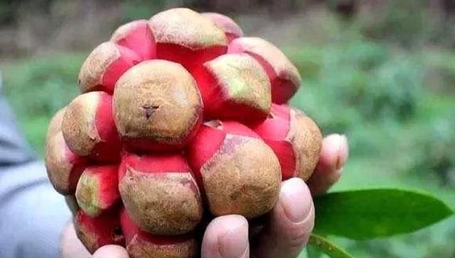  水果@农村一种水果被称为黑老虎，现市场上一斤80元，每亩纯收入