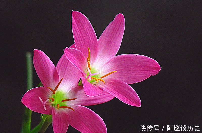 #养护#如何养护风雨兰,风雨兰的栽培过程中需要注意什么