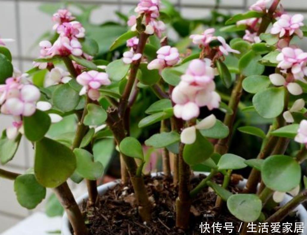  『家庭盆栽』家中养金枝玉叶，到底能不能开花，原来需要满足这些条件