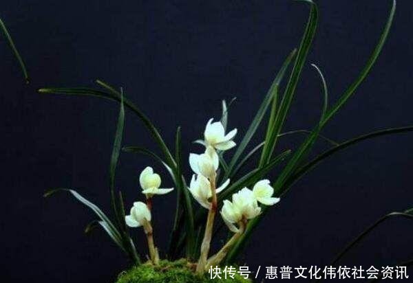  【生长期】兰花生长期停滞，或者生长缓慢，如何处理