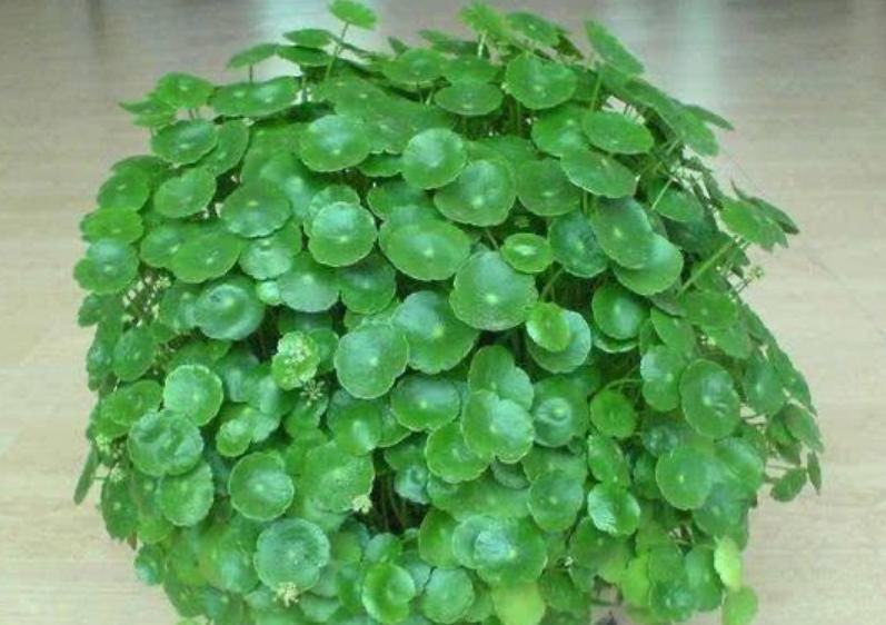  #懒人#最适合“懒人”养的4种花，随意丢盆里就能活，给点水就疯长！
