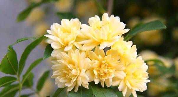  『木香花』不要为了赏花和做美味的食物而把桂花种在花盆里。