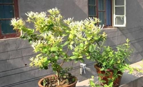  『香味』树桩盆景没有香味？可能是因为你没见过这几种，养上几盆都不嫌多