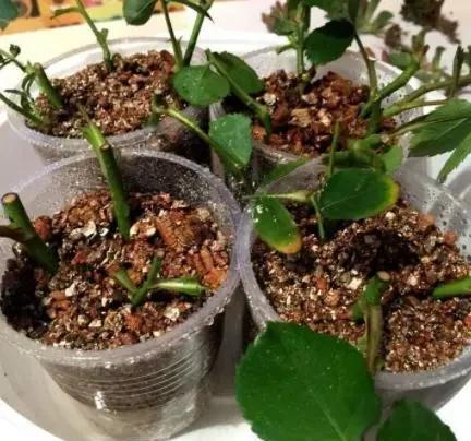 修剪下|喜欢养花就得学会扦插,用4种植物练手,保证插一个活一个