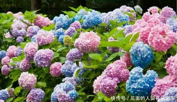 品种|欧洲庭院很常见，被误认为是欧洲花卉，其实它是中国本土花卉