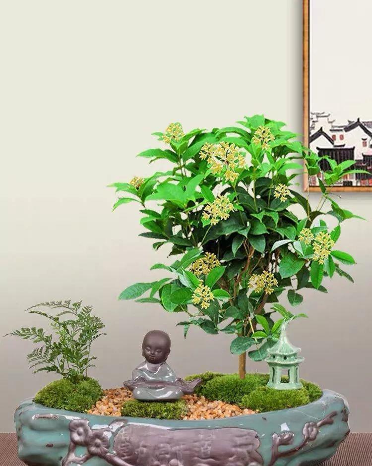  #排水良好#家里养棵守家树，镇宅又纳福，养得越久越吉祥，1盆能顶10盆