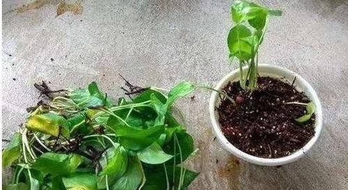  【气生根】绿萝，养两年就黄叶，“猫腻”在这，知道的人不多！