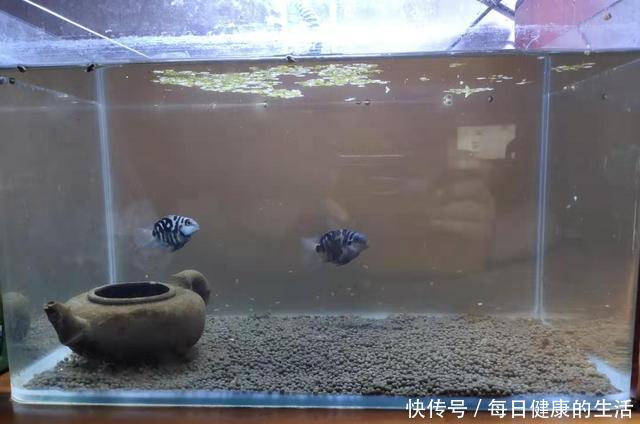 养鱼老道■纯自然方法饲养观赏鱼,过滤系统饲养观赏鱼,这两个方法哪个好