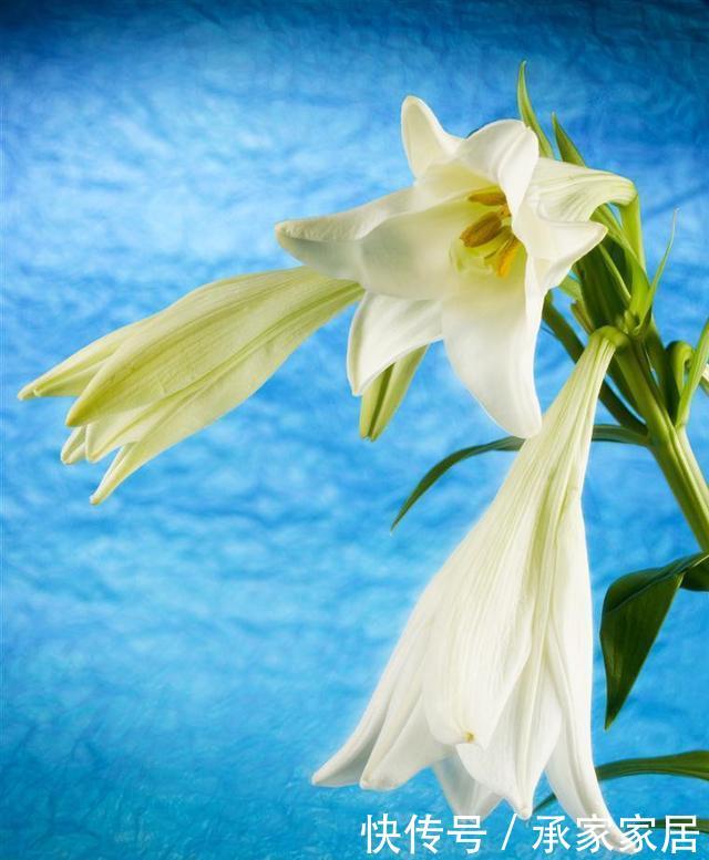  『鳞茎』“百合”谢花后，想分化植株？做好这几点，来年花期又能多几盆