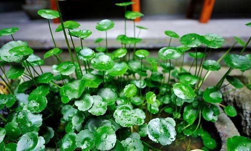  【轻松】养铜钱草做好这三点，轻松爆满盆，叶片又大又圆，还蹭蹭蹭往上窜