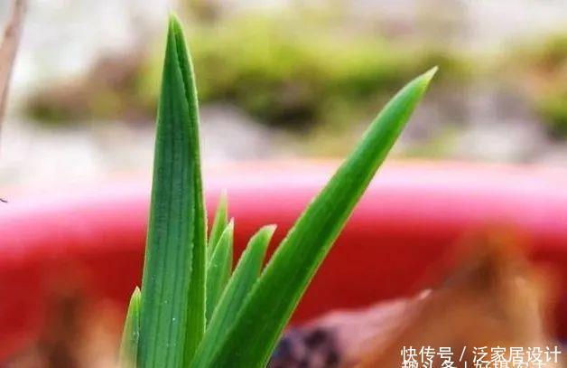  『快速』五一节前，怎样让兰花新芽快速成长，不是施肥也不用激素