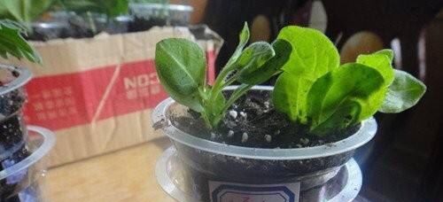  种花草：很好养的6种花草，扦插生根快，花儿开成团，漂亮易养活
