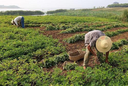  「这些事」国家要取消农业户口？农民先别慌，看看自己这些事办