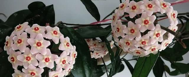  「球兰」别养绿萝了，这“球兰”叶花可赏，还耐阴，盆栽一棵花开100朵