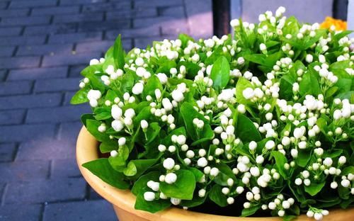 「株形优美」在卧室里面养这几种植物,可以有效地改善睡眠质量!