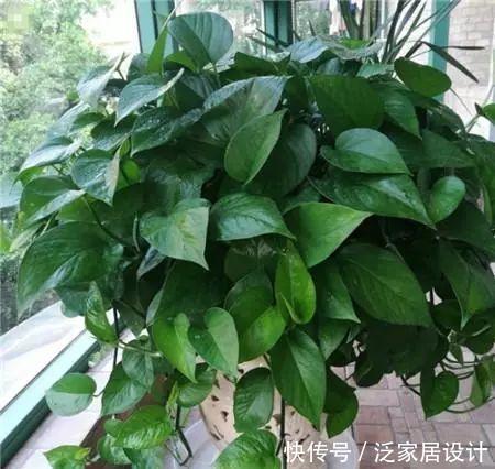 绿萝|绿萝爱吃“浆糊糊”,给它来点,不仅爆盆,还猛长枝条!