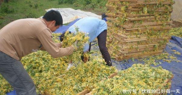 一斤售价高达100元，亩产五百斤，农民能信这样的创业项目吗