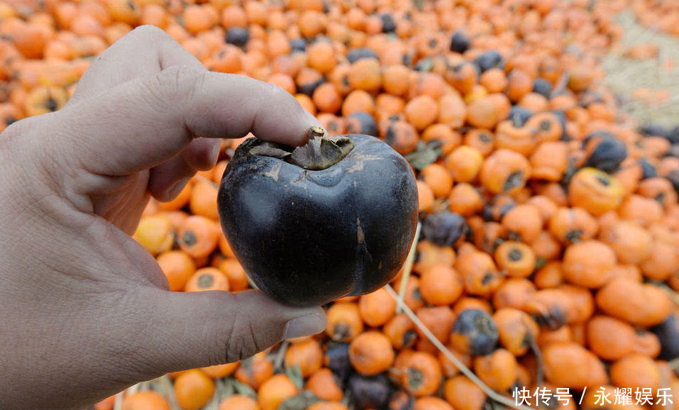 农村老媪打工给柿子削皮，削一斤1毛钱，一天削300斤挣30元