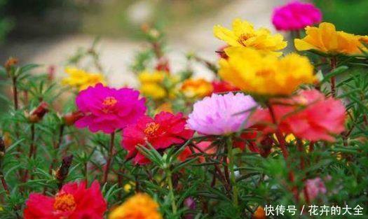 『小花』夏天养花不知道养啥?试试几种小花,越热越疯长,开花美花香久