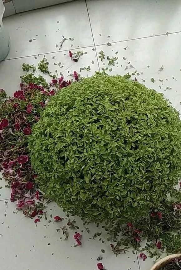  #长寿花#阳台花儿开败后，手痒剃个头，剃完就爆花，开成花球太惊艳！