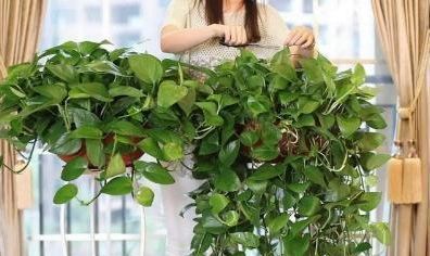 『快速』夏季就该这样修剪绿萝，才长得绿油油，越剪越旺，就能快速长爆盆