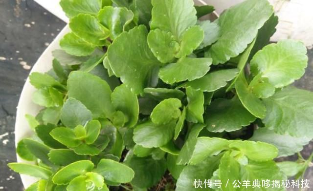 『扦插长寿花』修剪长寿花,枝条别浪费,做好一步插土里,老枝嫩枝都能活!