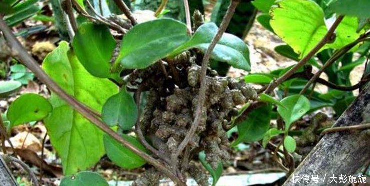 它曾经是外国人头痛的害草，引进中国后，却成为农民的宝贝