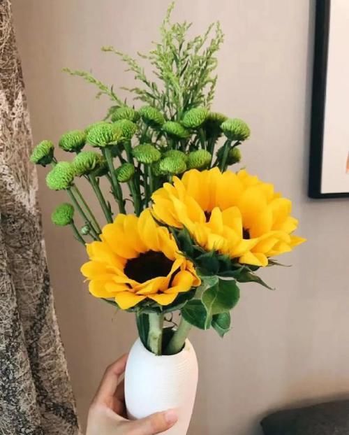  「矮化」这花围着太阳转，越热越晒越爆盆，矮化向日葵，阳台盆栽就很美