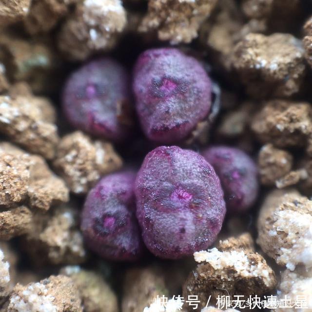 『植物』春天买的多肉植物们,花了几百块,不知道亏了吗