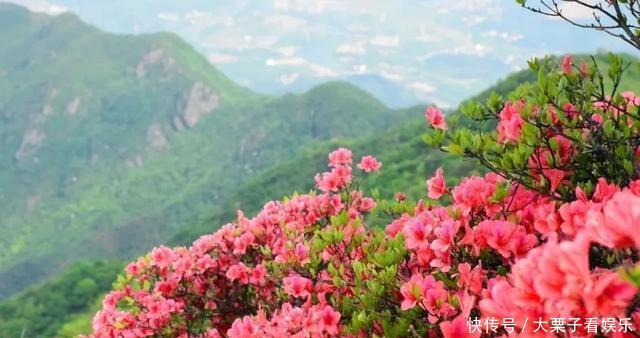  陌生：杜鹃花养不好，掉叶子开花少，做好“两补”，促开花还不掉叶